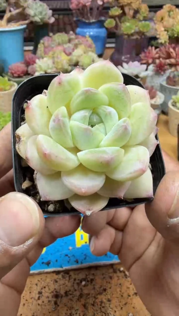 东云多肉园二店-186