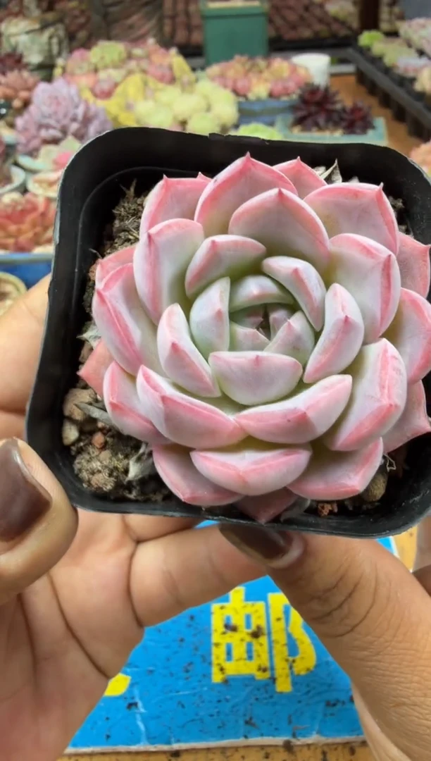 东云多肉园二店-44