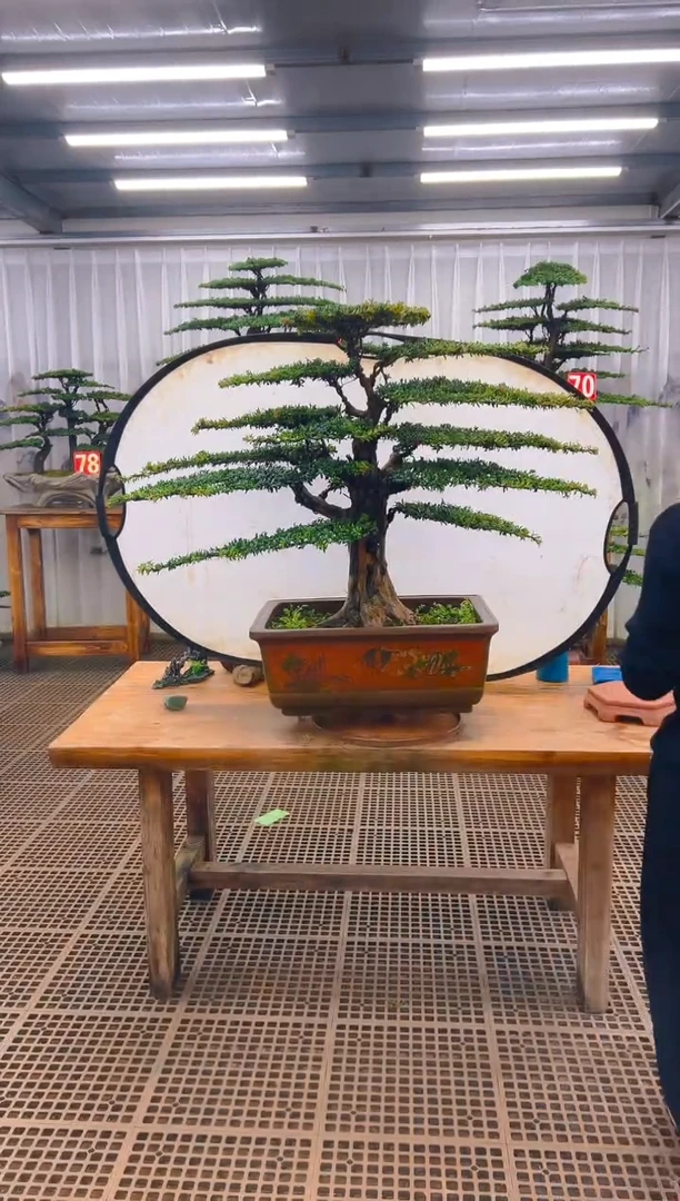 无花朵精品盆景直播间一物一拍