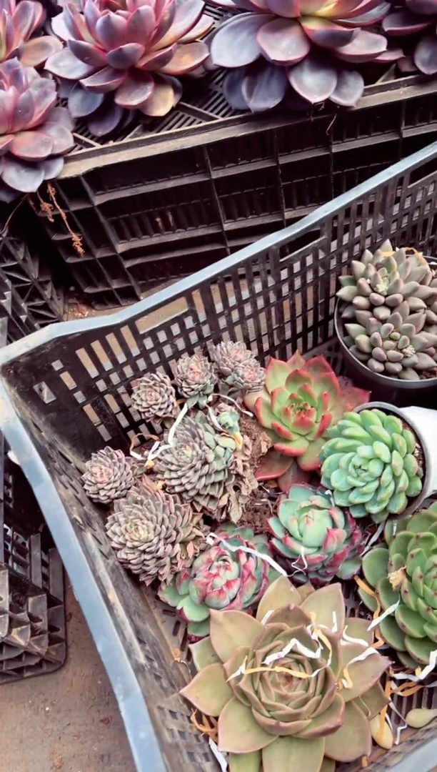 立**影一筐精品一物一拍