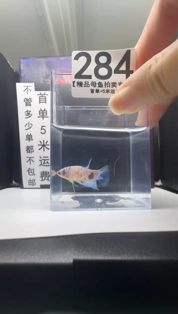 斗鱼母鱼编号：284