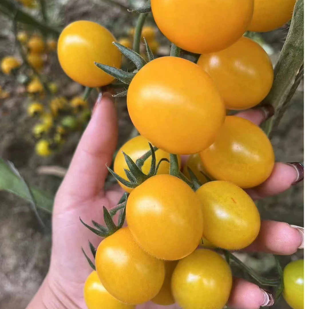 阳光三号小番茄种子种苗香甜可口