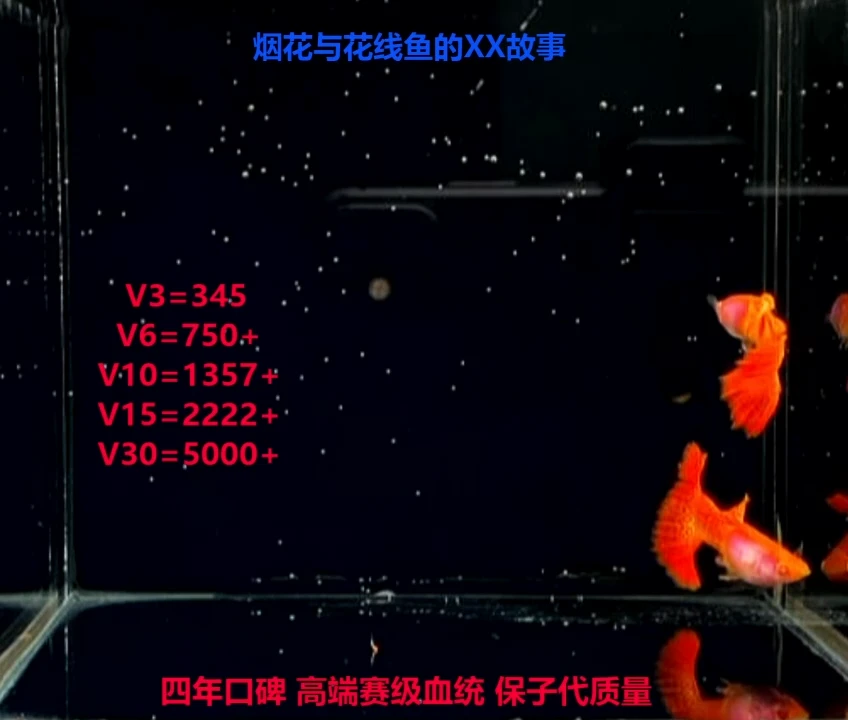 孔雀鱼花线超厚超红金属红蕾丝白子压成精品1对