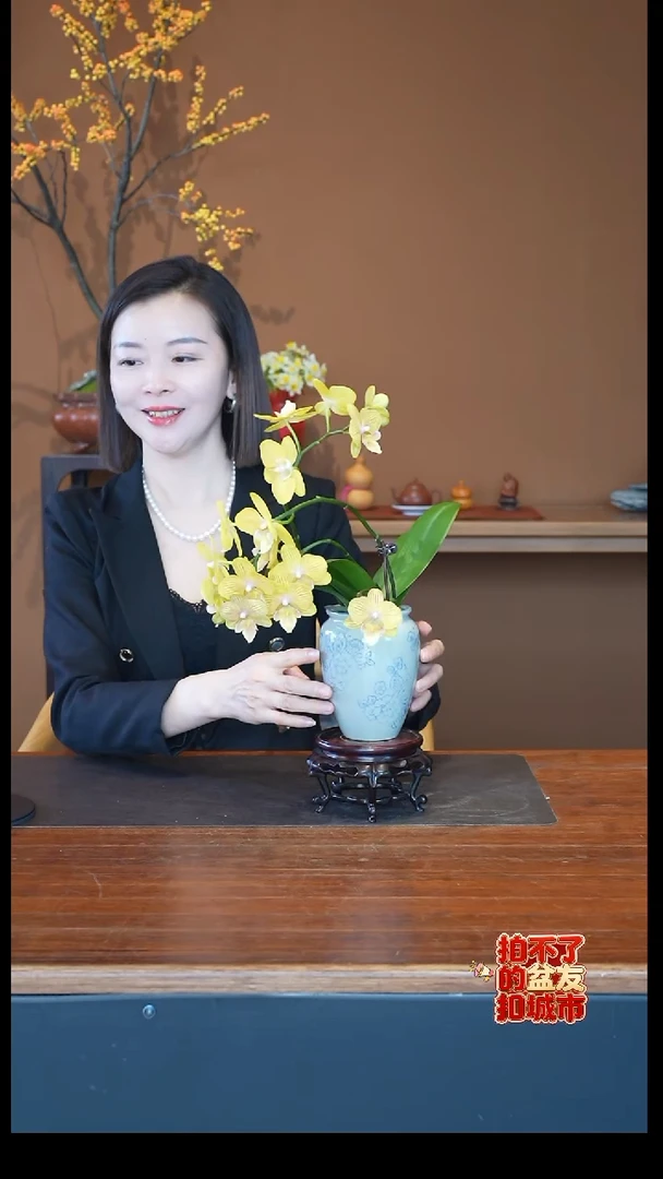 全部花朵金盏蝶盆景盆景