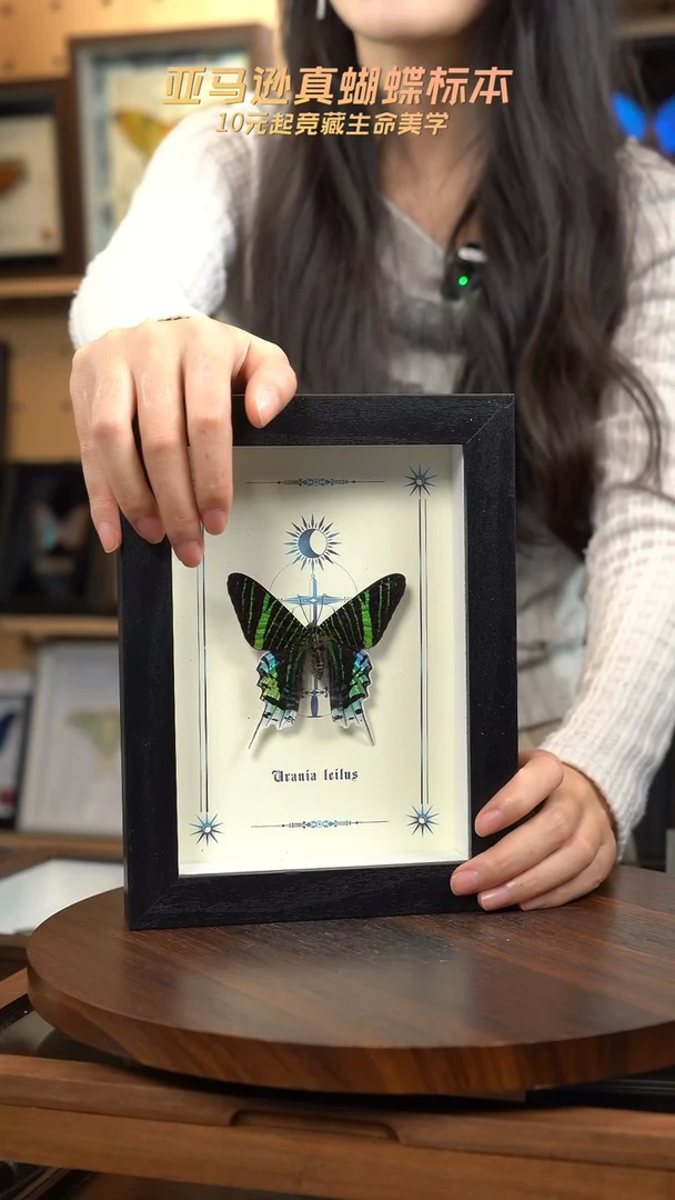 月亮蛾图腾款7寸竖框