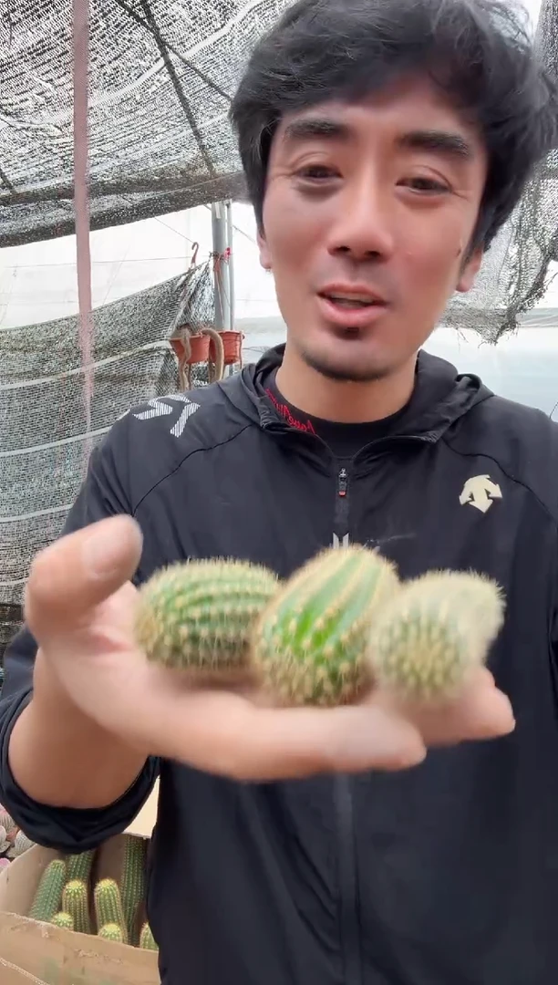 小号飞碟三颗===========