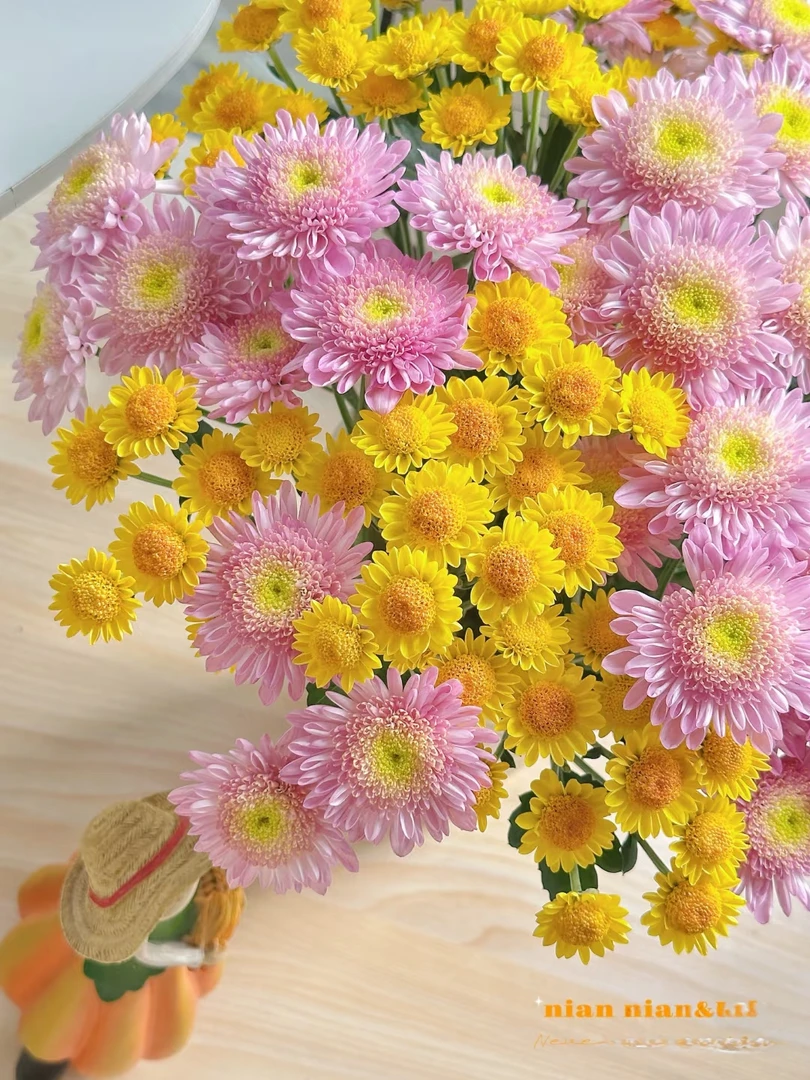 两单包邮！小雏菊【南农烟霞+小太阳】