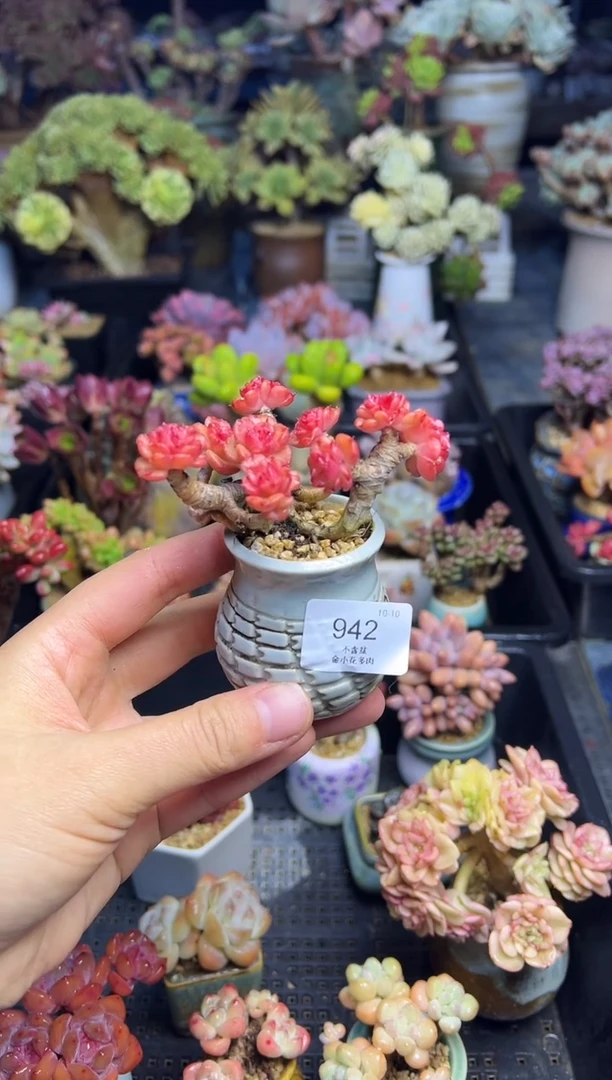 玲*943               花盆