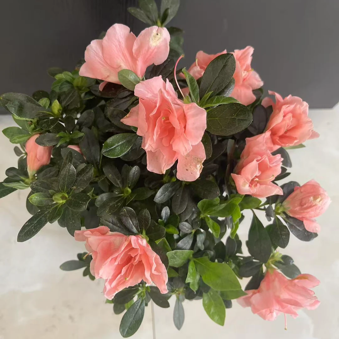 杜鹃杜鹃花盆栽花苞四季开花老桩花卉室内外绿植阳台好养耐寒
