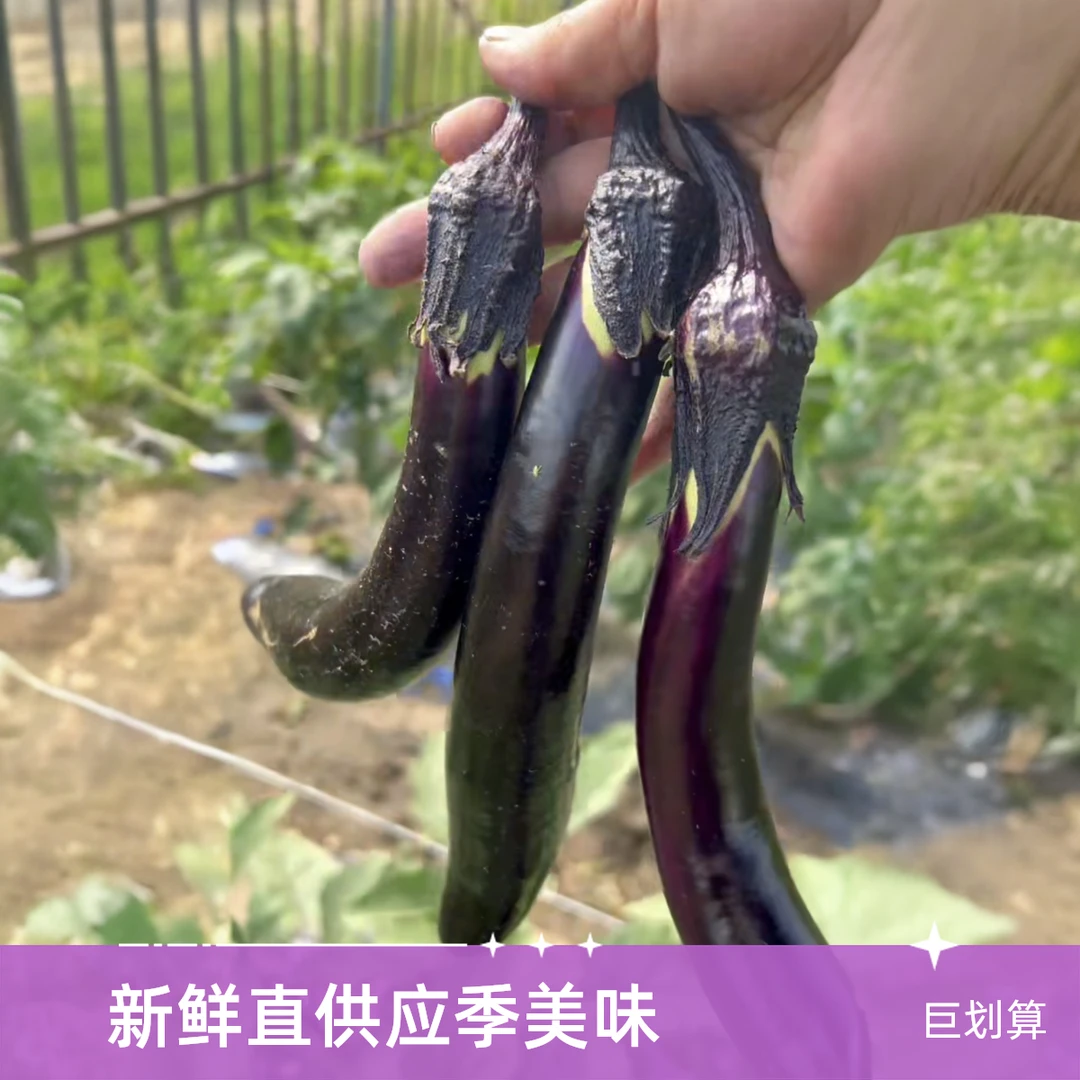 东北本地紫茄子露天自家种植茄子个头小肉厚新鲜采摘