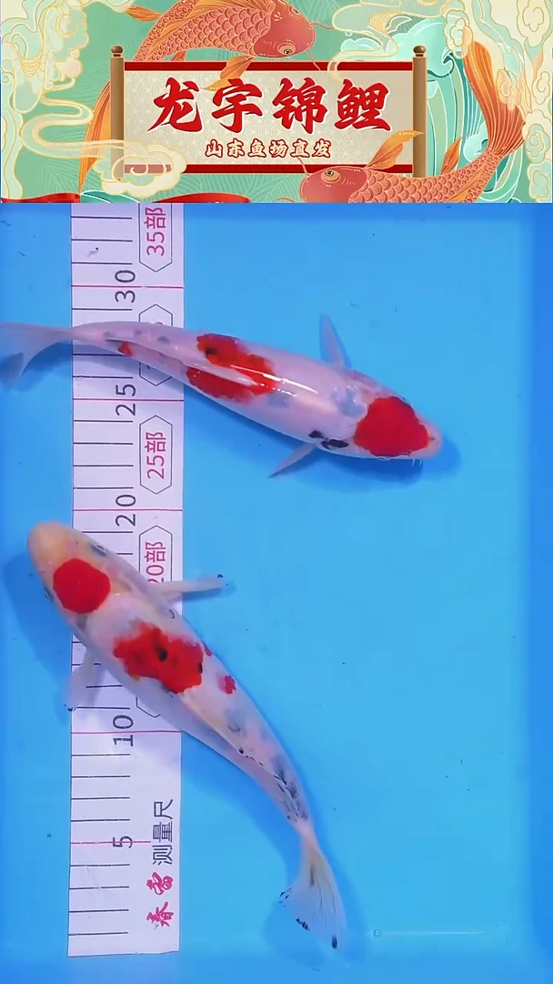 锦鲤1214晚18白底三色两条