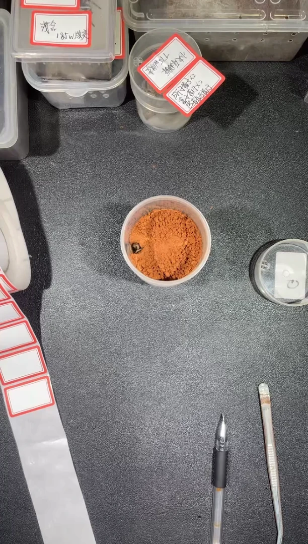 跳蛛里奥3-4cm公