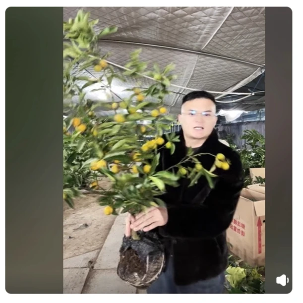 福利脆皮金桔  不包售后