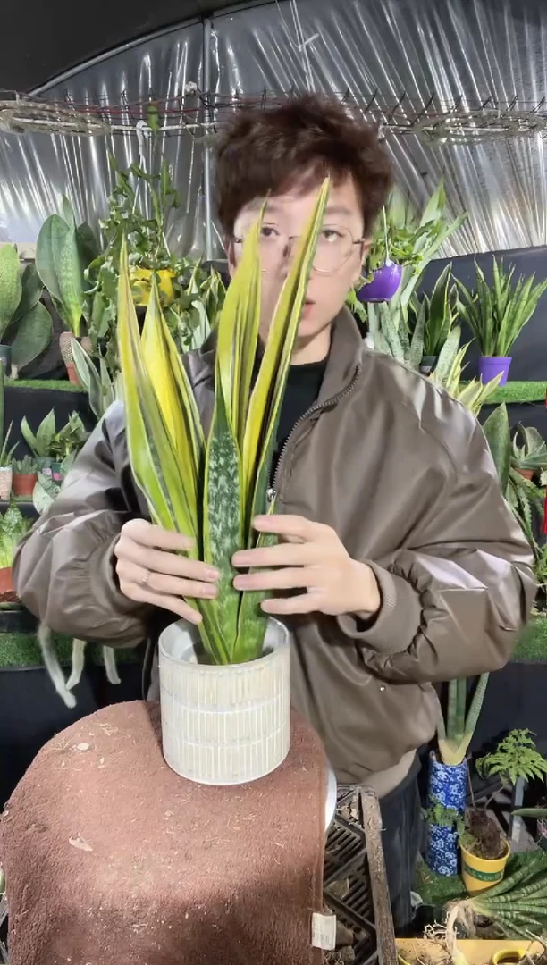 【闪购商品】黄金兰裸根8.8