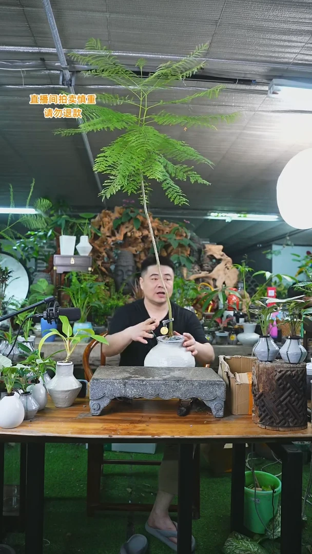 当前无花栽培后可以开花蓝花楹017+