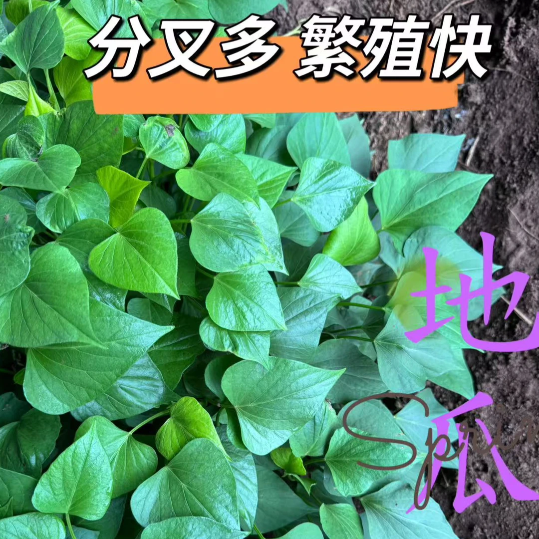 专吃叶子红薯苗地瓜苗红薯叶种福薯8号番薯叶子山芋蔬菜芍尖带根