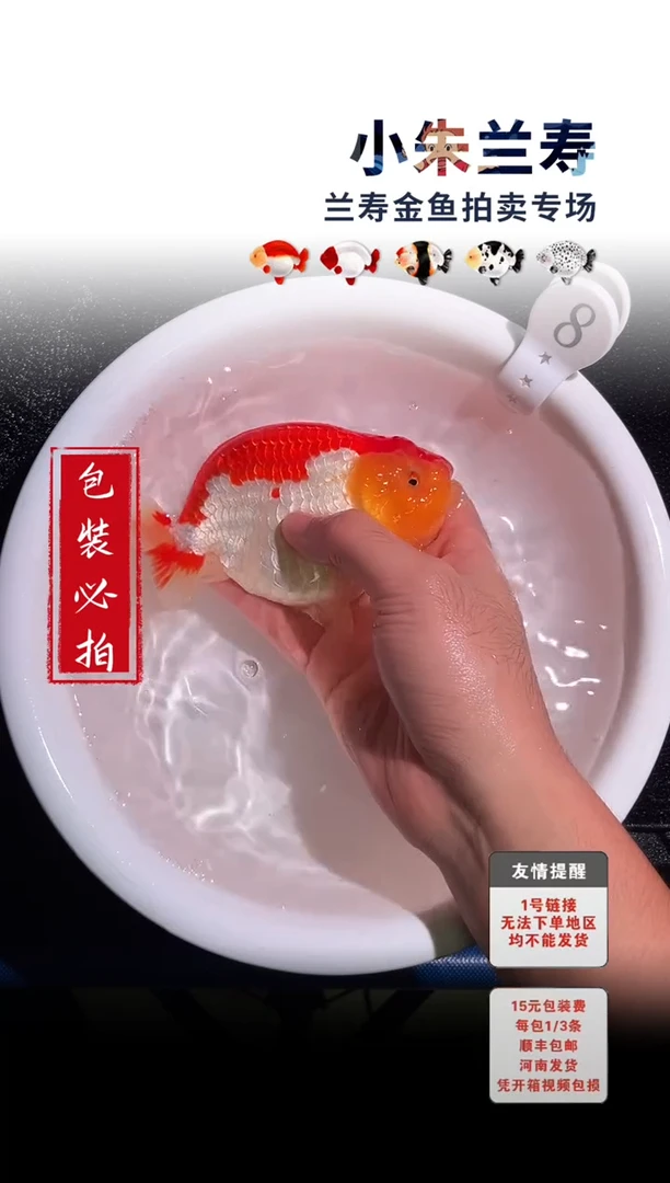 金鱼 包装必拍未拍顺丰到付8号