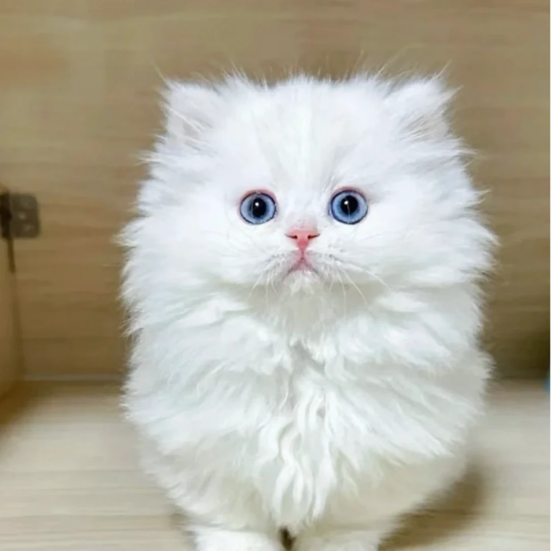 缅因德文狮子猫英短布偶金渐层等宠物猫咪售卖