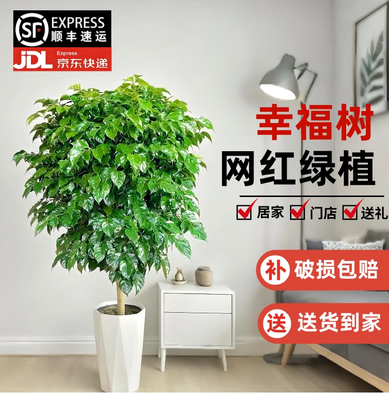 顺丰/京东包邮110-130CM独杆棒棒糖幸福树室内四季常青净化空气