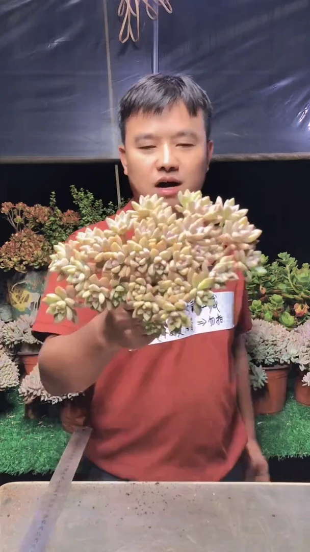 222淡雪缀化一物一拍