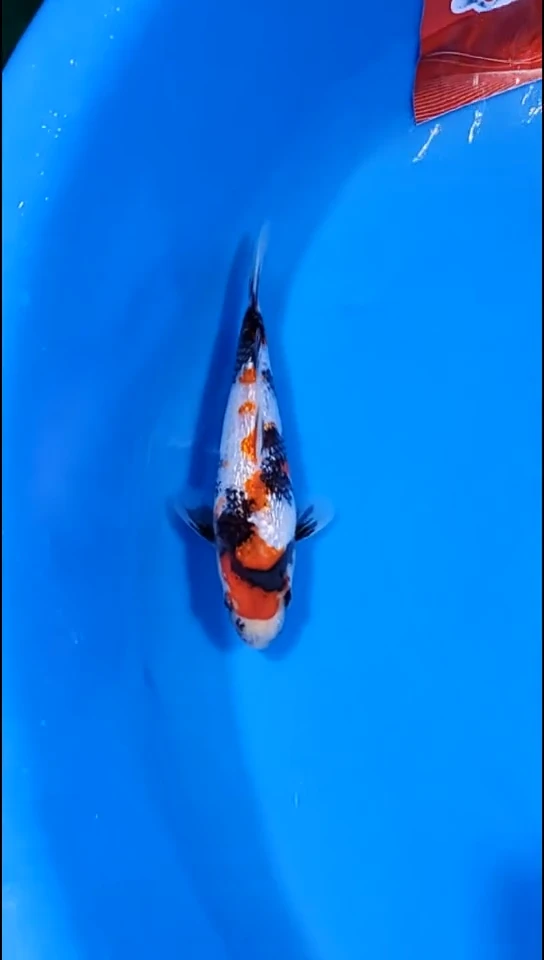 锦鲤【251125-20】 银鳞昭和 20公分 不详 弘瑞锦鲤