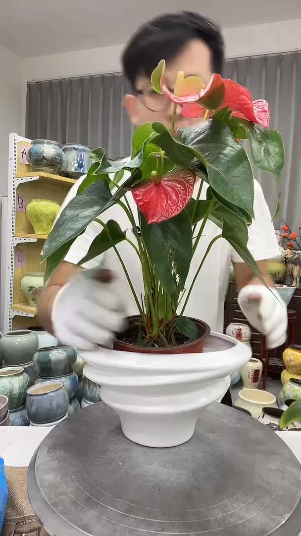 9.15号   直播链接高： ；口：