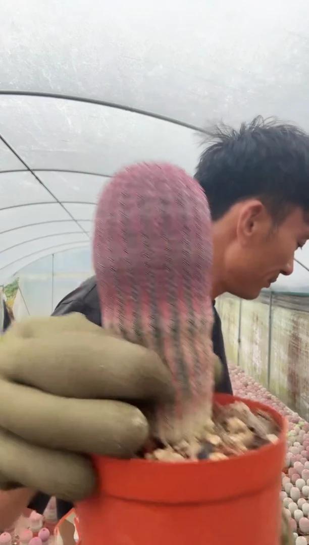 实生红太阳12公分＋========