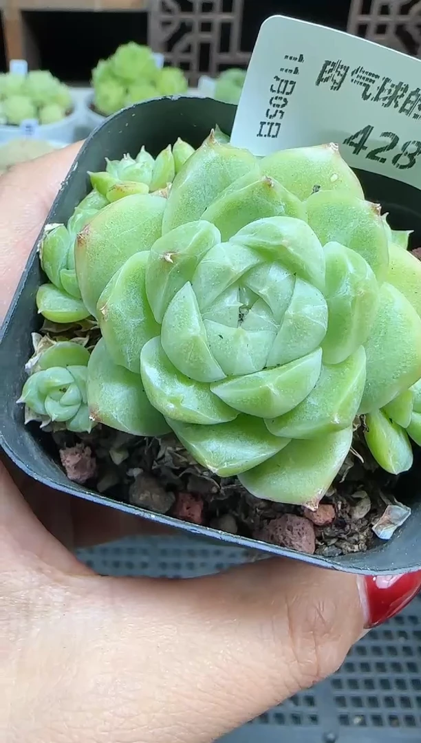 1105-428麦秆群不包整