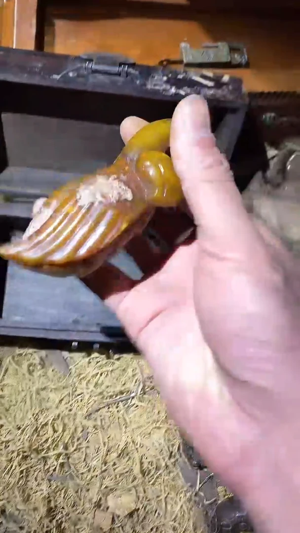 香榧木（1个小复利）