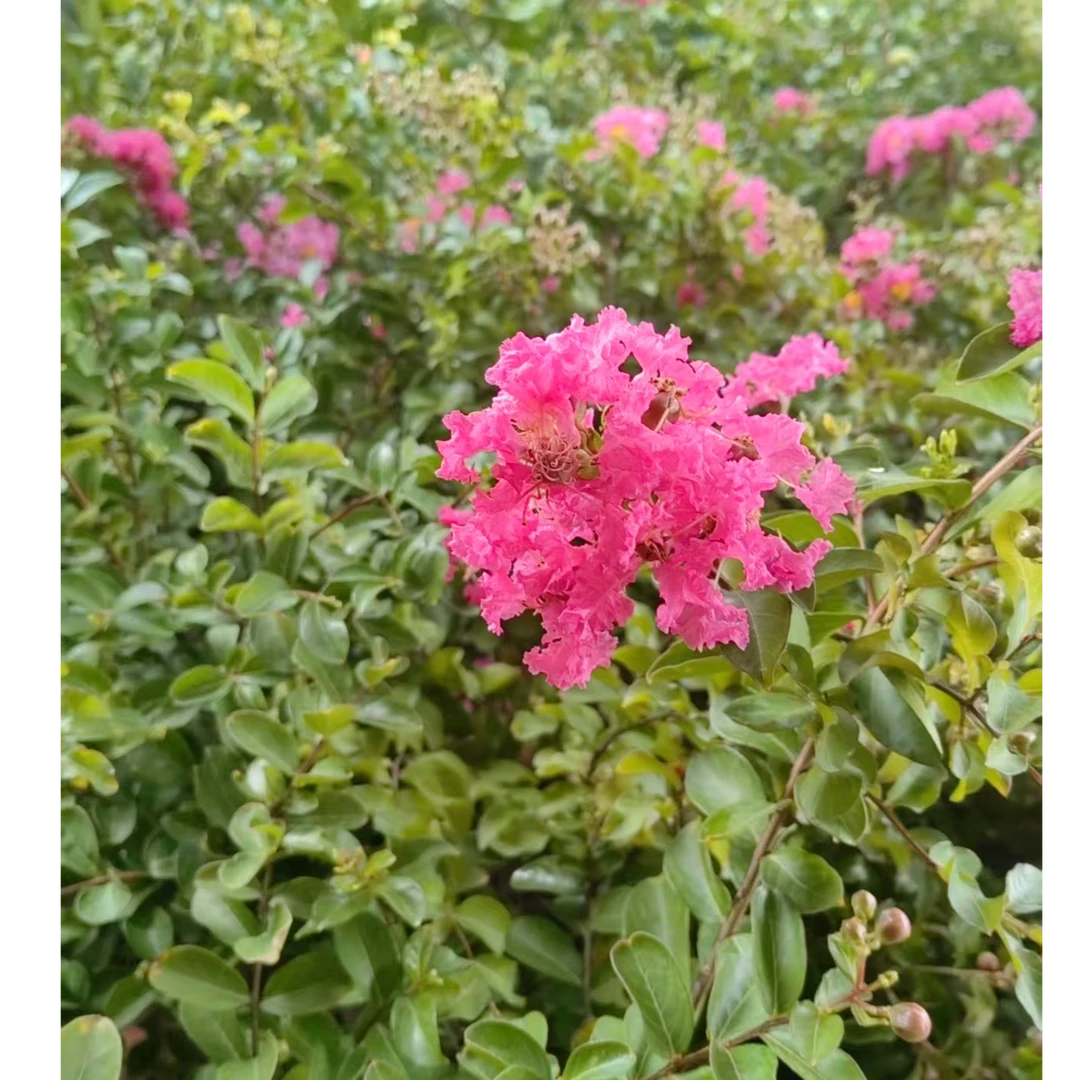 紫薇花 庭院观赏绿植