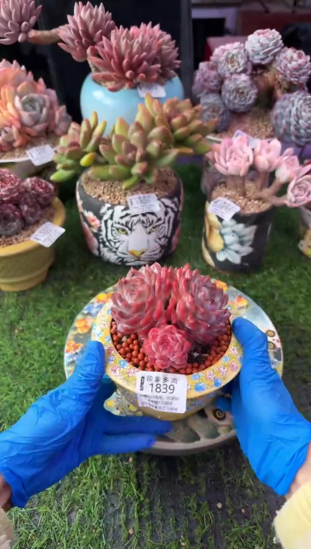 昆明印象多肉1839