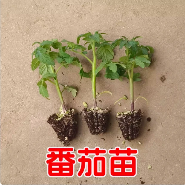 番茄苗种子大西红柿种籽菜苗秧苗蔬菜孑小矮生黑秧千禧圣女果盆栽