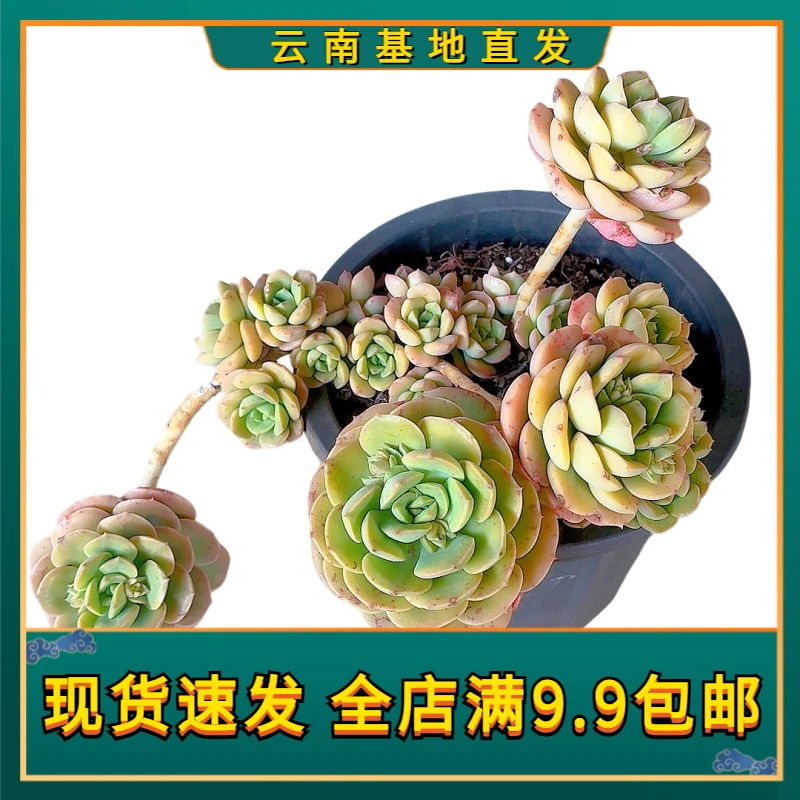【尼克沙拉玫瑰】【满9.9包邮】星花怒放阳台露台多肉植物栽种养护粉