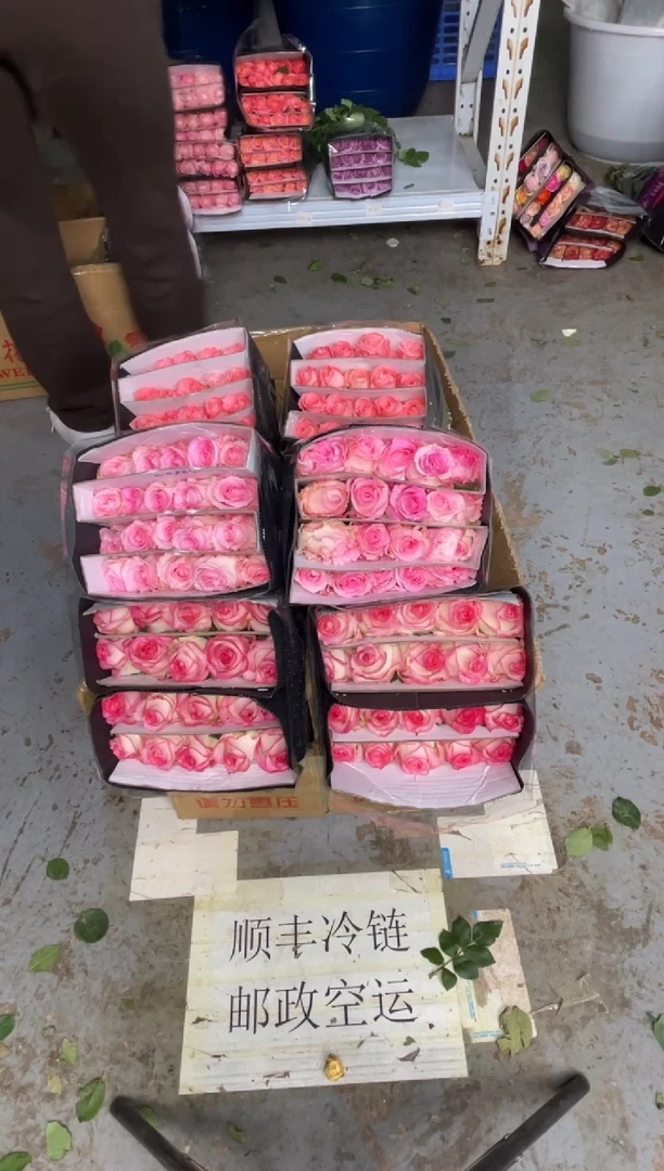 艾沙20枝+洛神20枝+戴安娜20枝