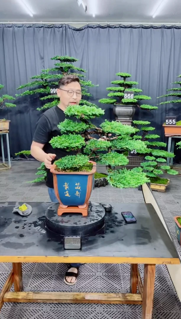 无花朵珍珠柏盆景...