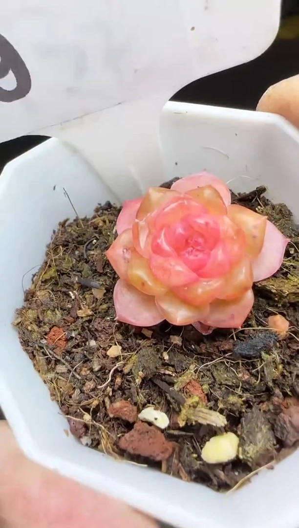 【闪购商品】一物一拍0115—9