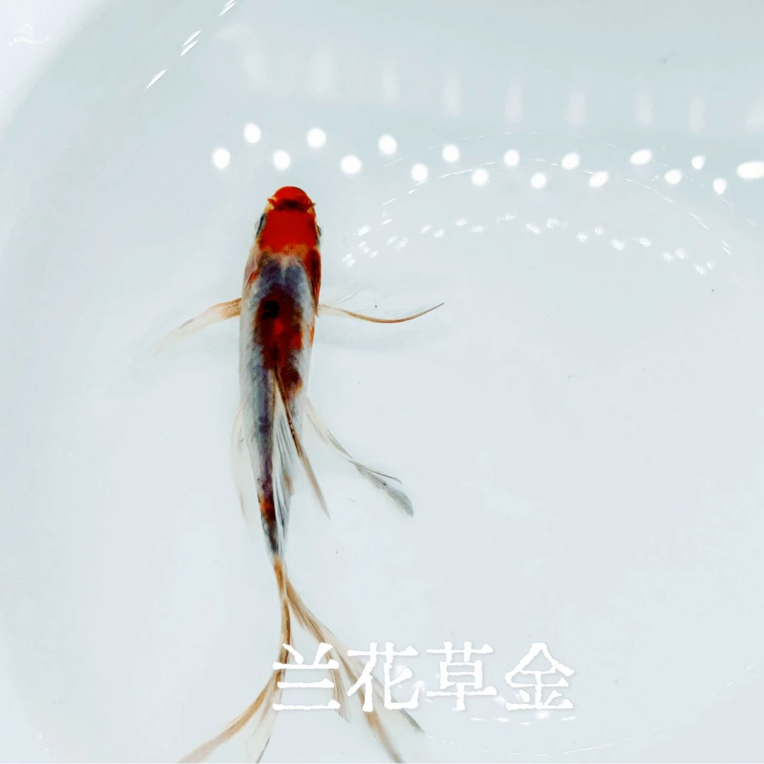 （蜀川）千鱼千色水墨兰花草金冷水鱼观赏鱼