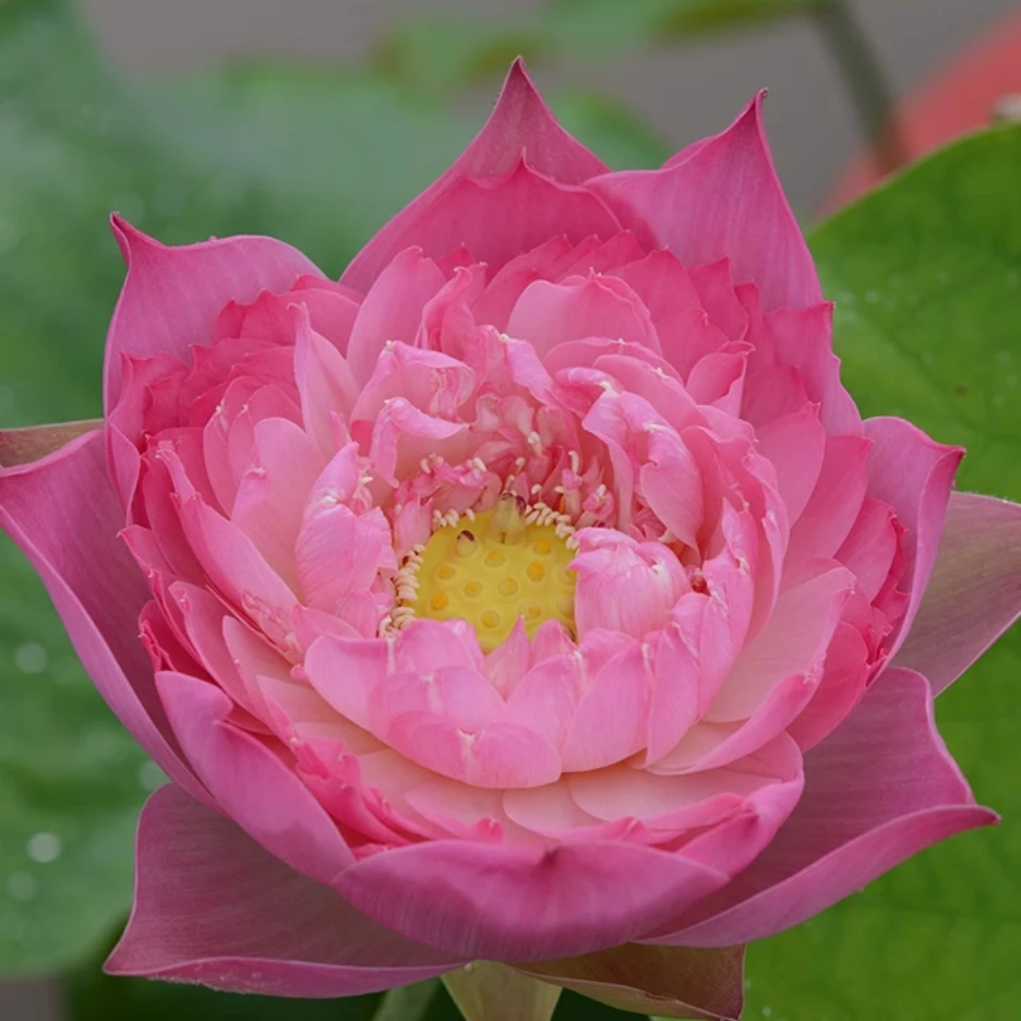 【惊鸿】大型观赏荷花种藕苗莲藕种苗盆栽种根苗食用藕种藕水养莲花