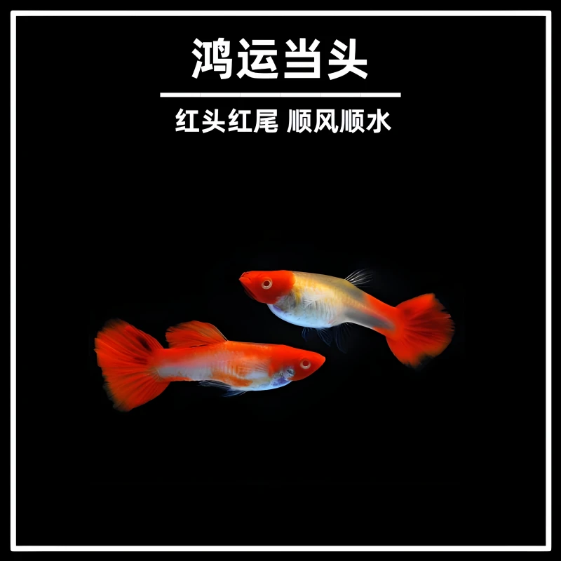 鸿运当头孔雀鱼小型热带观赏鱼好养耐活易繁殖