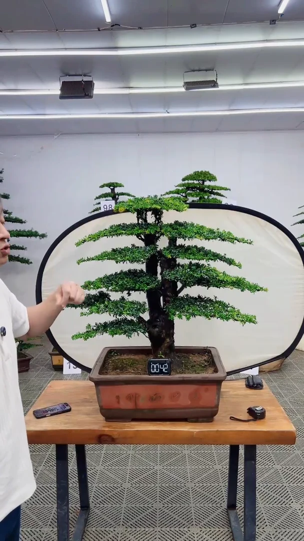 无花朵造型盆景一物一拍
