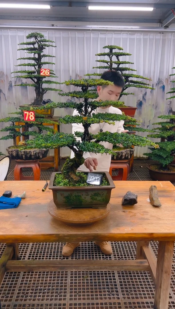 无花朵精品盆景直播间一物一拍