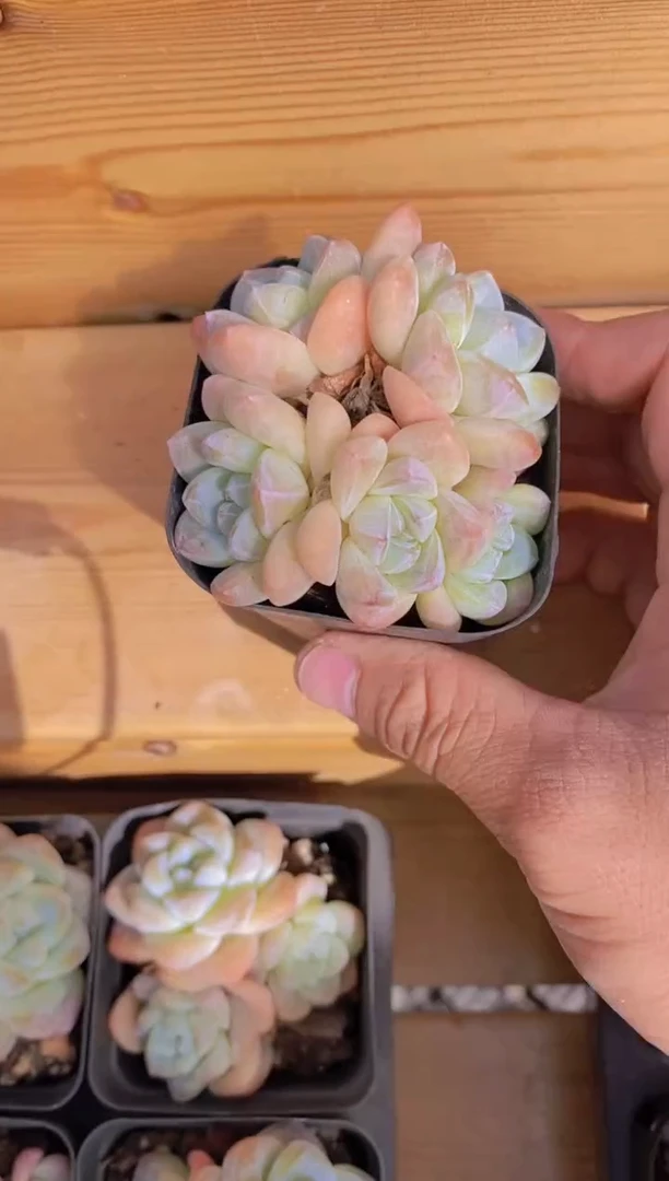 小*A59-冰玉五头（专拍）