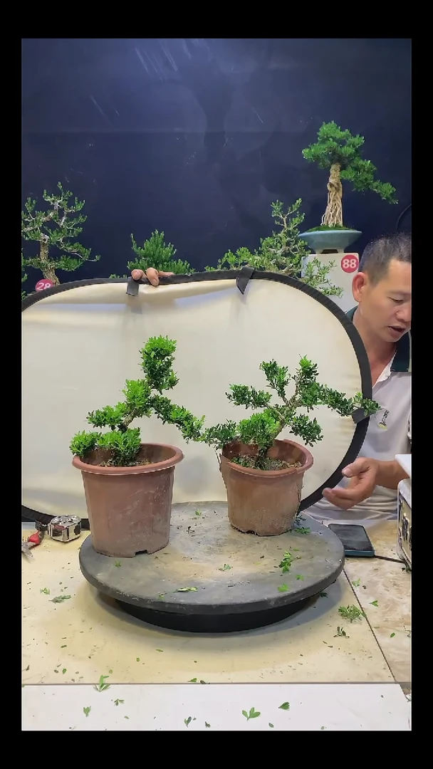 完全开放爱*黄杨盆景