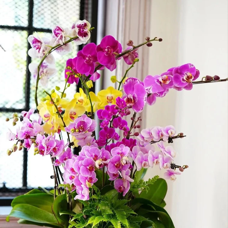 3棵花后苗  蝴蝶兰  叶片瑕疵  介意勿拍