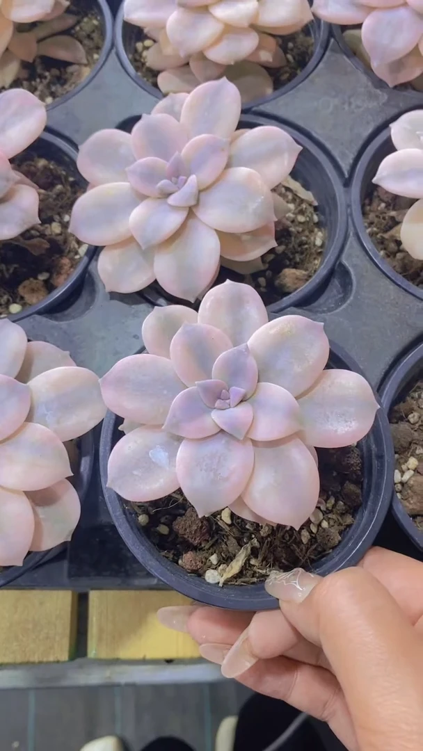 B23-华丽风车锦脱土发（量拍）