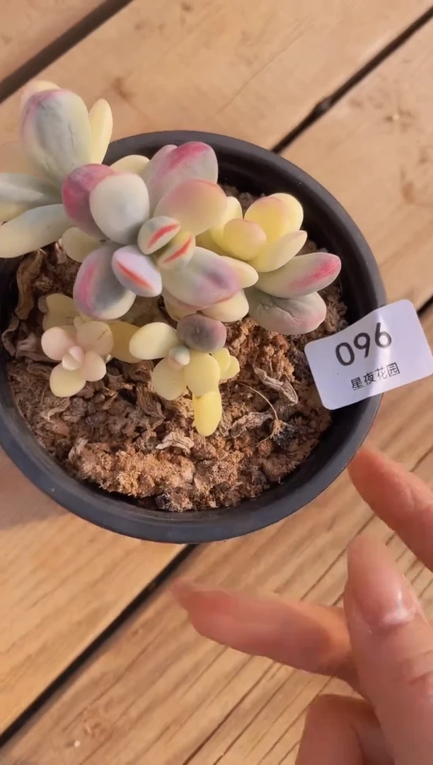 【闪购商品】096乒乓福娘锦多肉