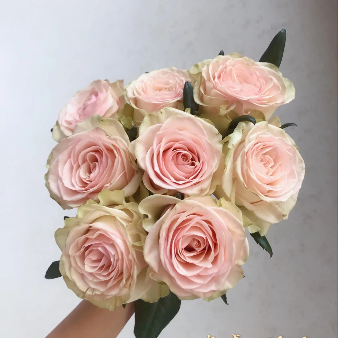 顺丰次日达【AA级 活力铁头玫瑰 10支】鲜花任意两单顺丰送货上门