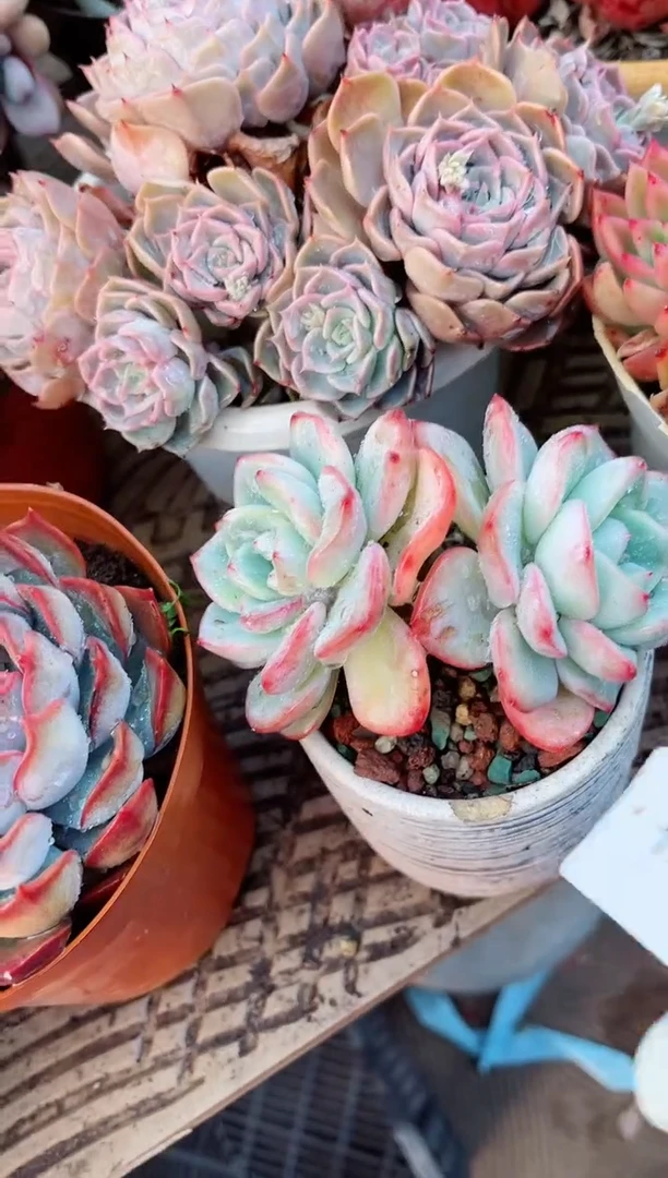 【闪购商品】13087