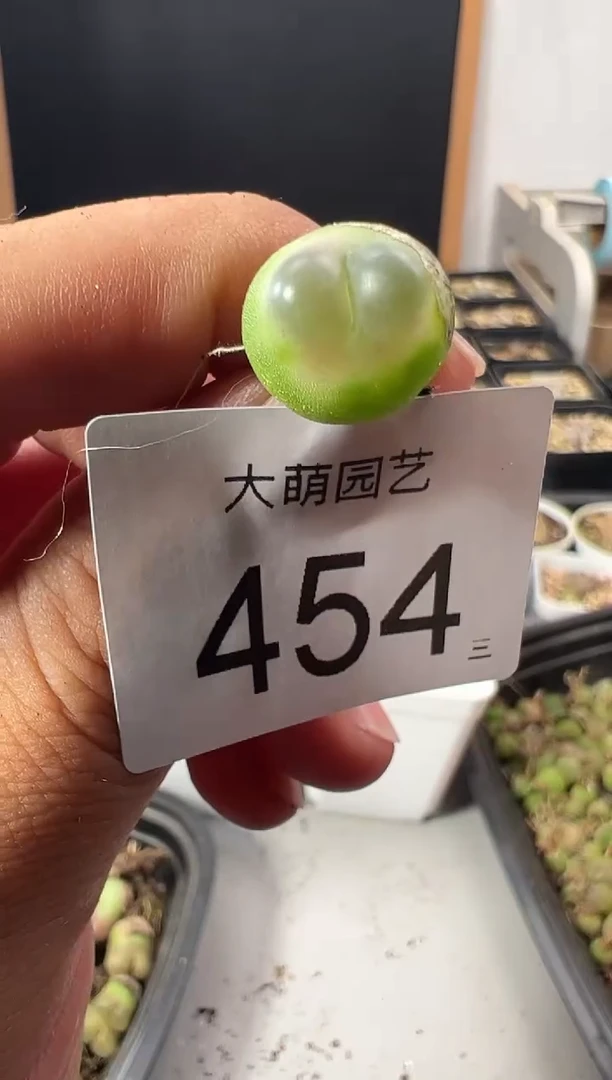 一物一拍        --454