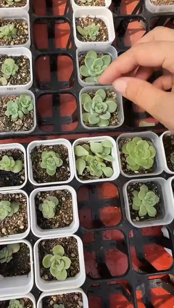 白  Y39号甜心 叶片一个